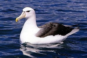 albatrosul pasare de apa