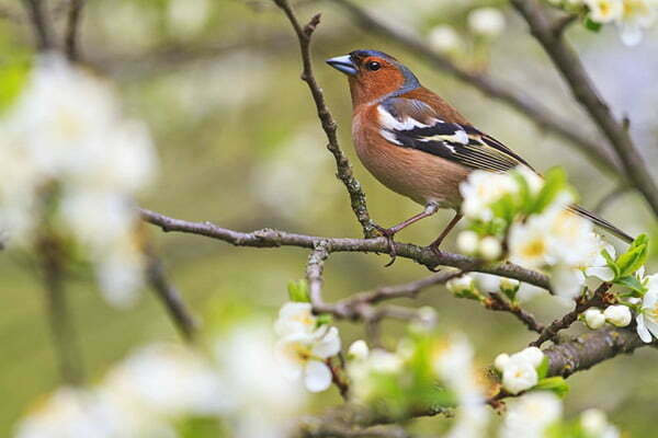 unde traiesc cintezele