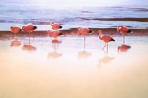 in ce tara traiesc pasarile flamingo