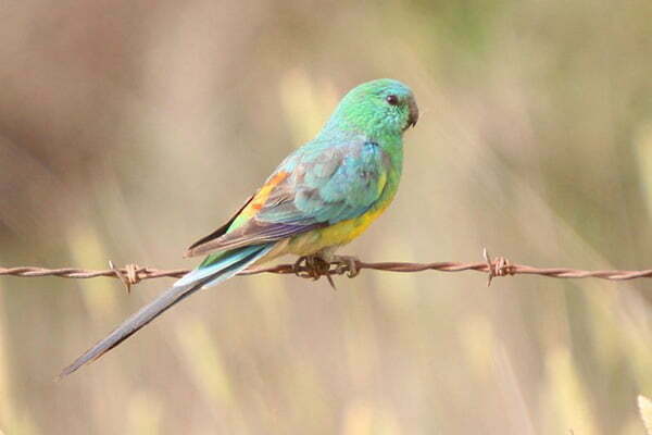 rase si specii de papagali perusi