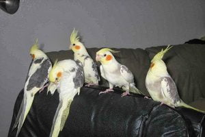 rase de papagali cu creasta