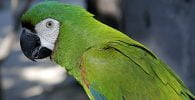 papagal vorbitor de culoare verde