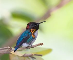 pasare exótica mica colibri