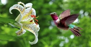 Colibri sunt cele mai mici păsări din lume