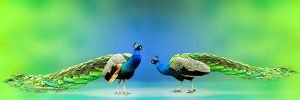 rase si specii de păsări exotice