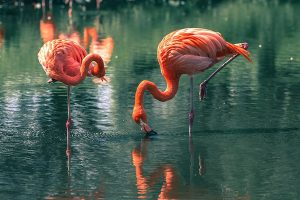 vezi poze cu pasari flamingo