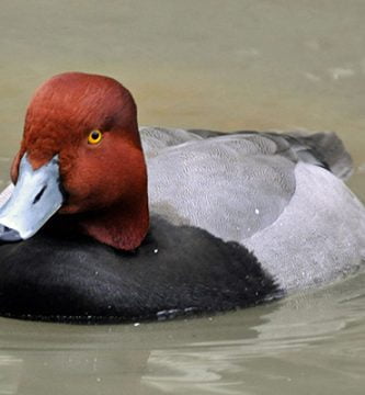rata americana cu cap castaniu