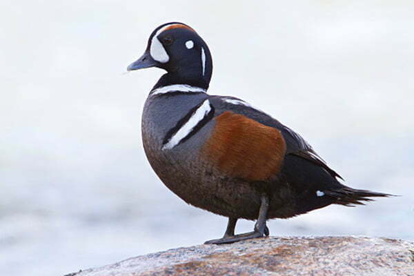 Rase de rate ouatoare