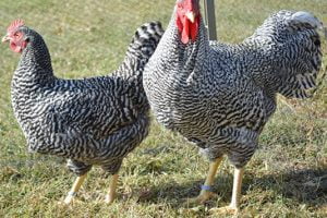 rase gaini ouatoare poze