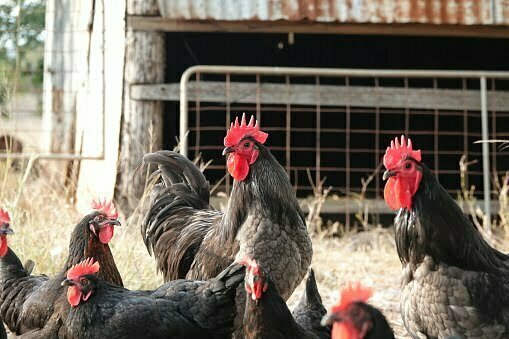 gaini ouatoare australorp