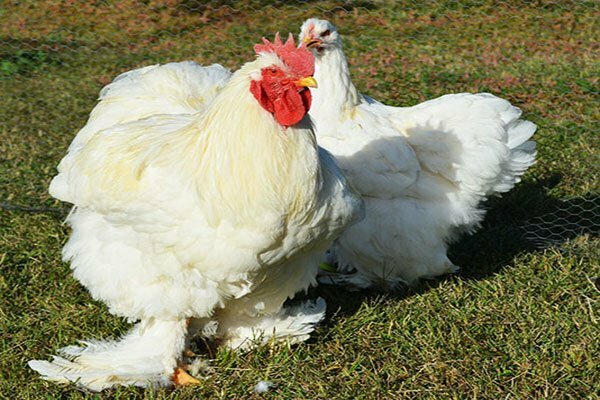 gaini cochinchina de vanzare