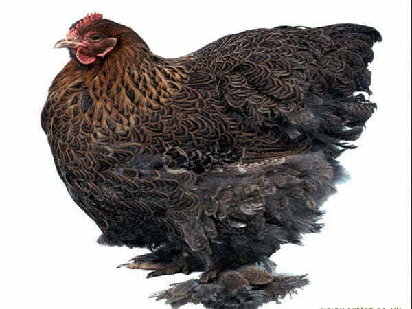 gaini cochinchina bobat urias