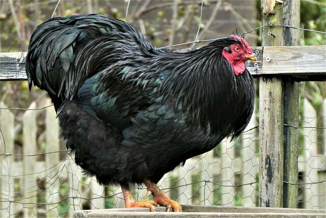 rase de gaini ouatoare australorp