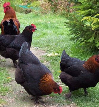 cat costa o gaina marans