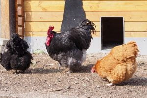 rase de gaini pentru carne