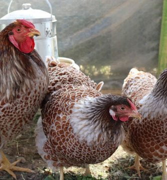 rase de gaini wyandotte