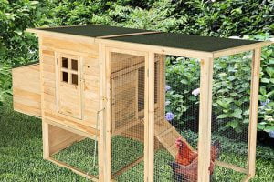 cel mai bun cotet de gaini