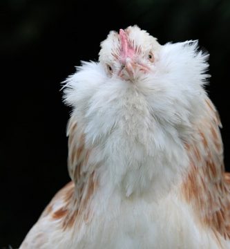 faverolles urias somon