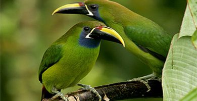 unde cumperi un papagal tucan