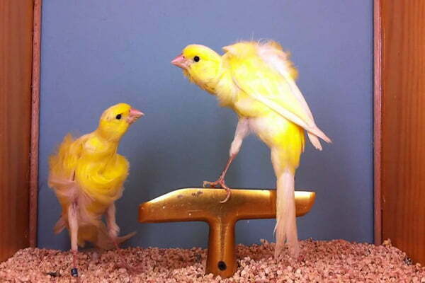 specie de canari creti