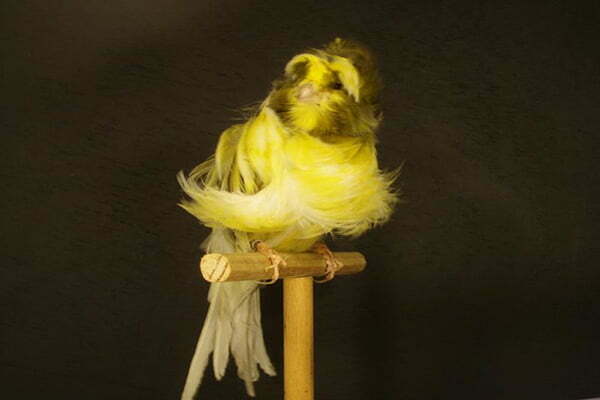 specii de Canar fiorino din sud