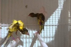 canar cocosat din spania