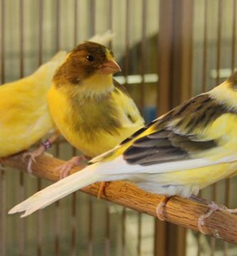 cum se dreseaza un canar?