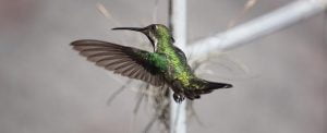 colibri pasare