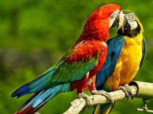 pereche de papagali frumosi