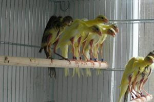 canari de miere din tenerife