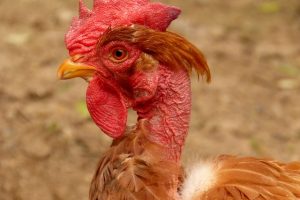 caderea penelor la pui