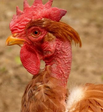 caderea penelor la pui